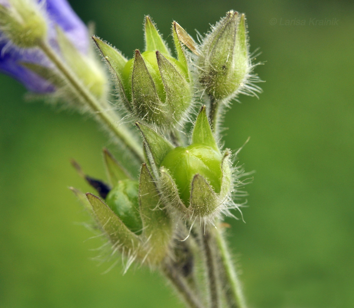 Изображение особи Polemonium laxiflorum.