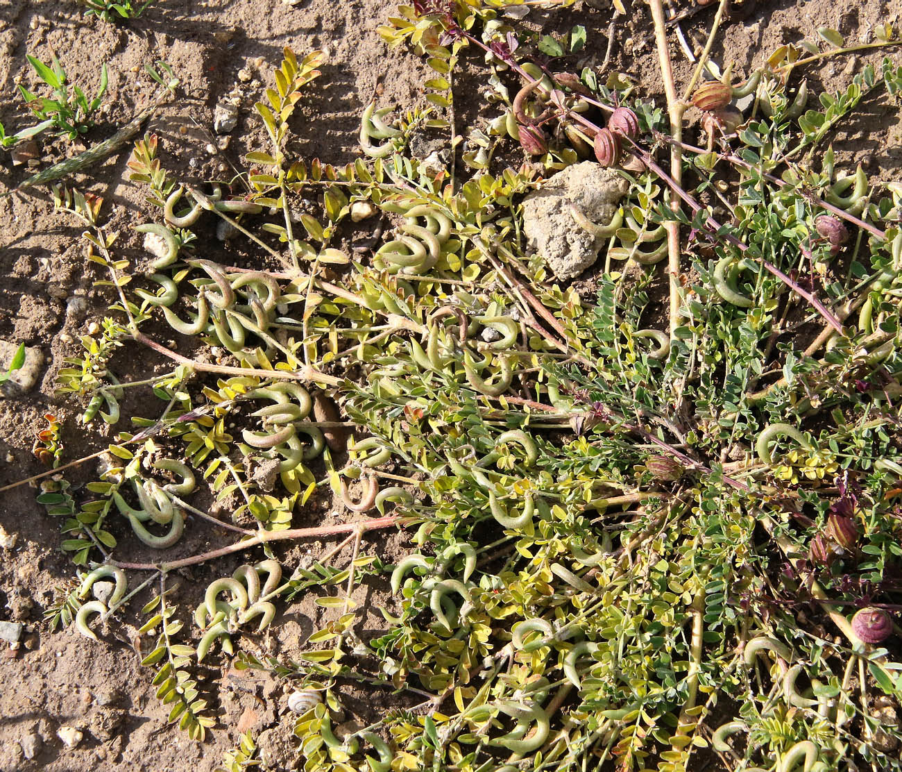 Image of Astragalus hamosus specimen.