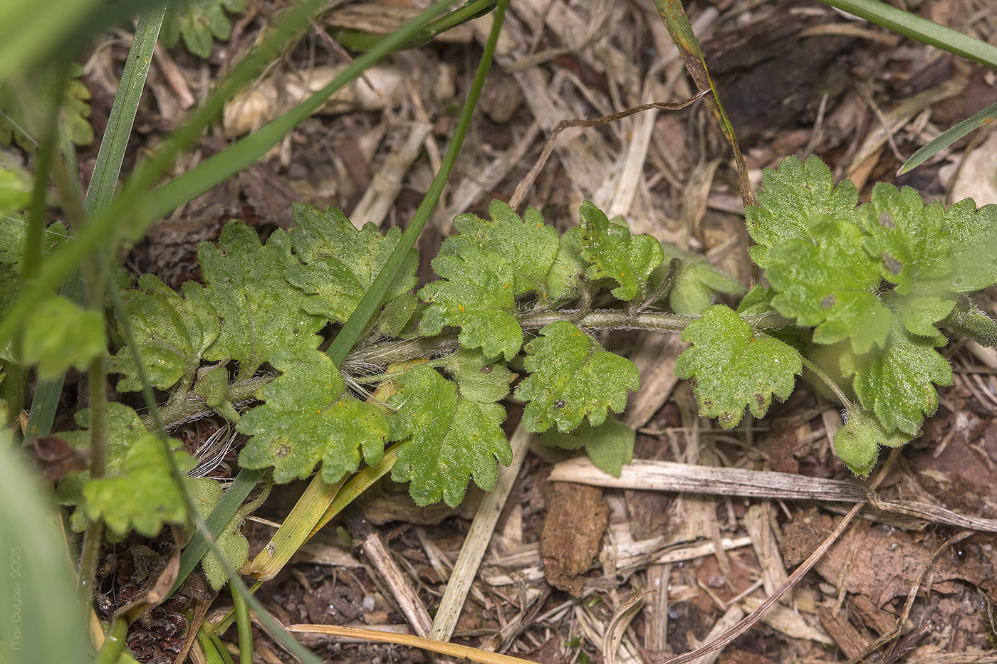 Image of Veronica persica specimen.