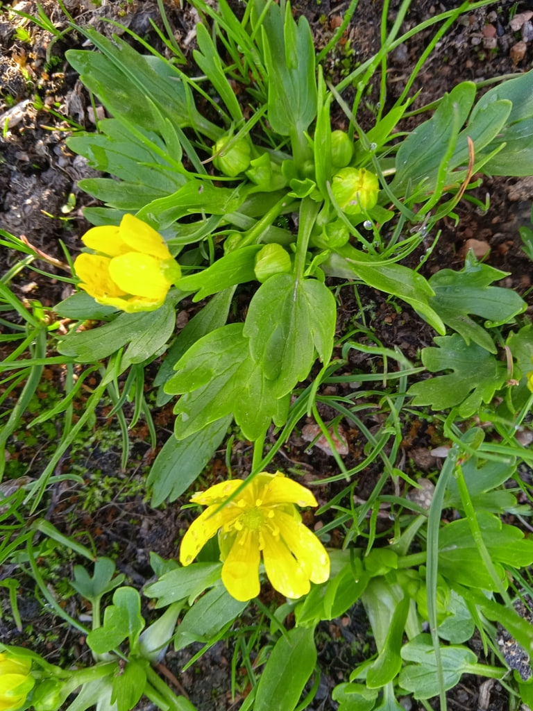 Image of Ranunculus talassicus specimen.