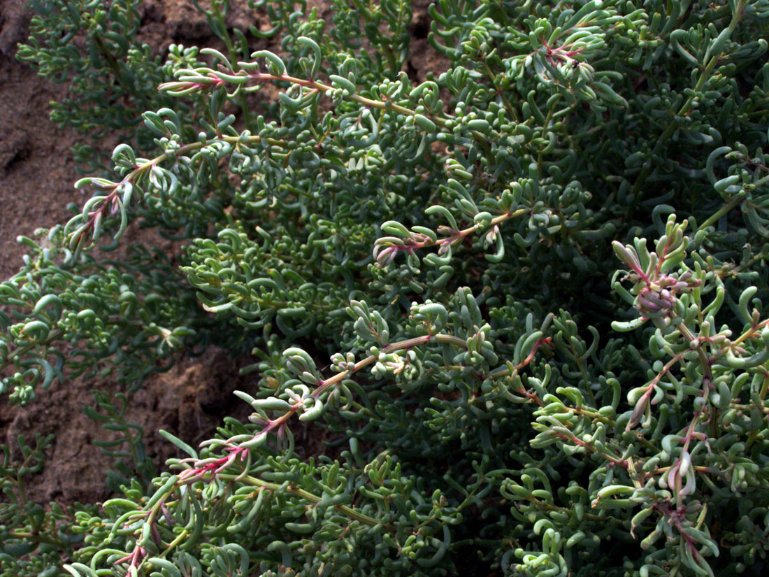 Изображение особи Suaeda crassifolia.