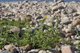 Sonchus arvensis