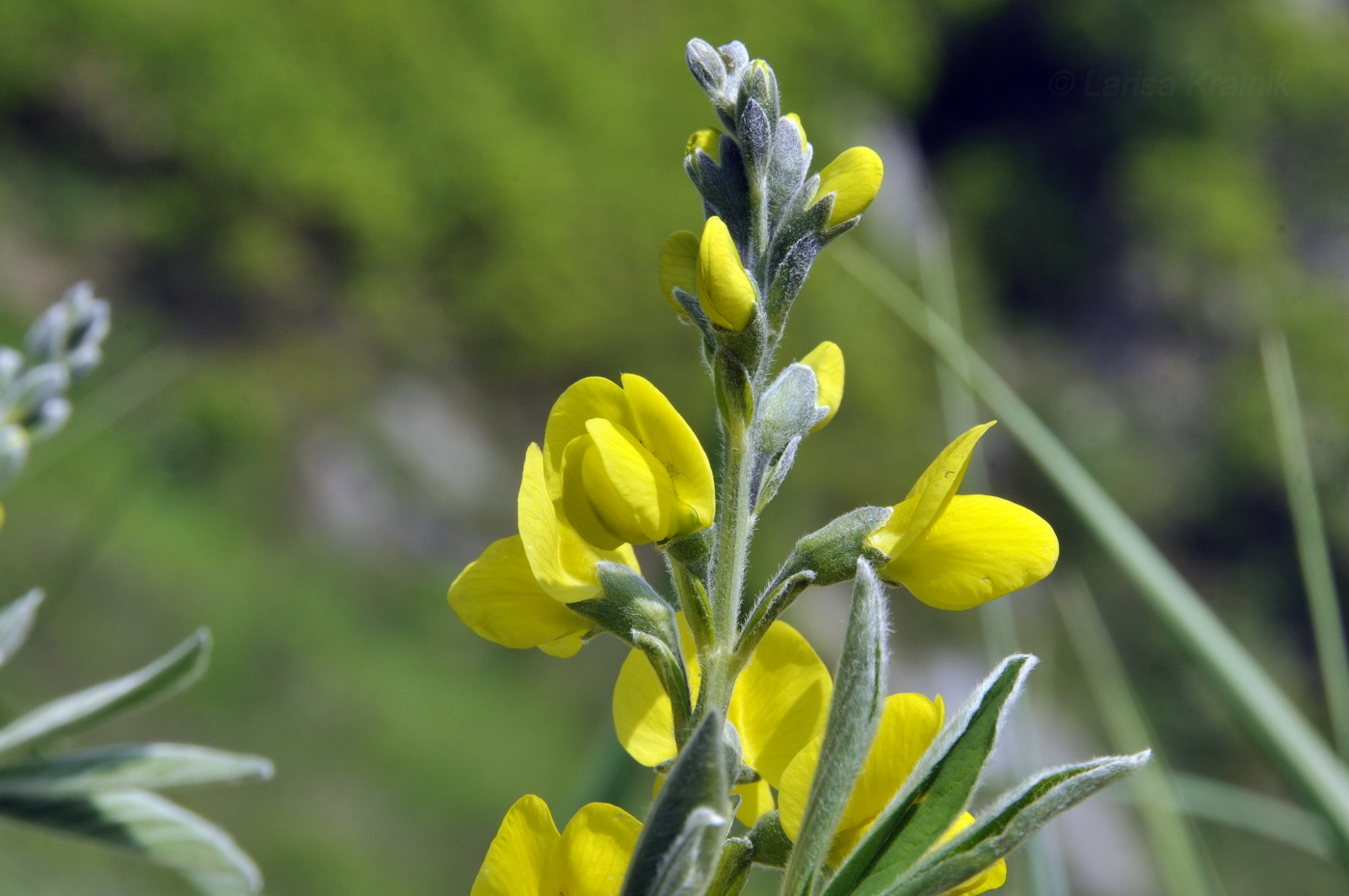 Image of Thermopsis lupinoides specimen.