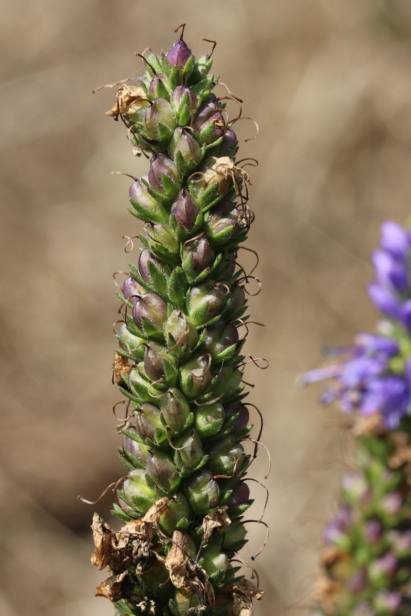 Изображение особи Veronica spicata.