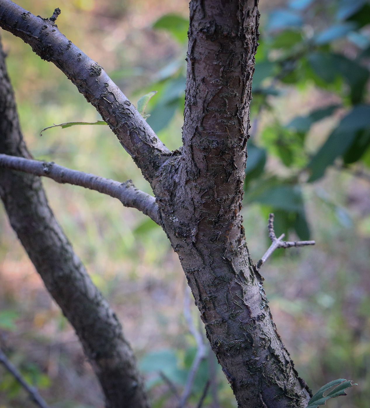 Image of Rhamnus cathartica specimen.