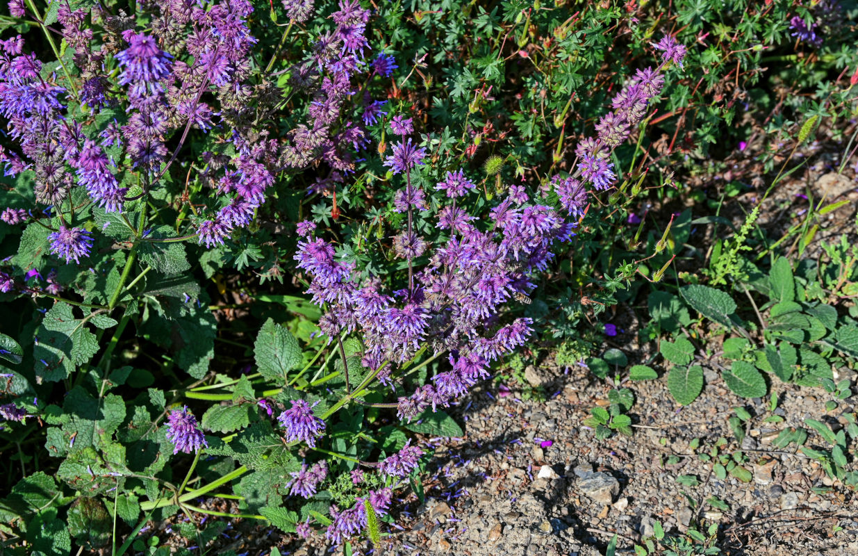 Salvia verticillata - Изображение особи - Плантариум