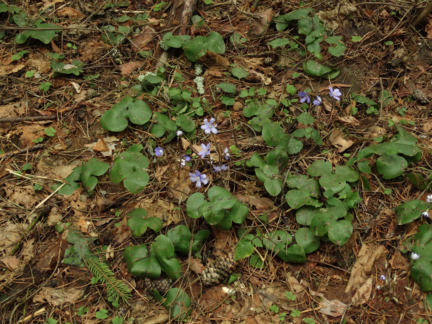 Image of Hepatica nobilis specimen.