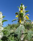 Phlomoides speciosa