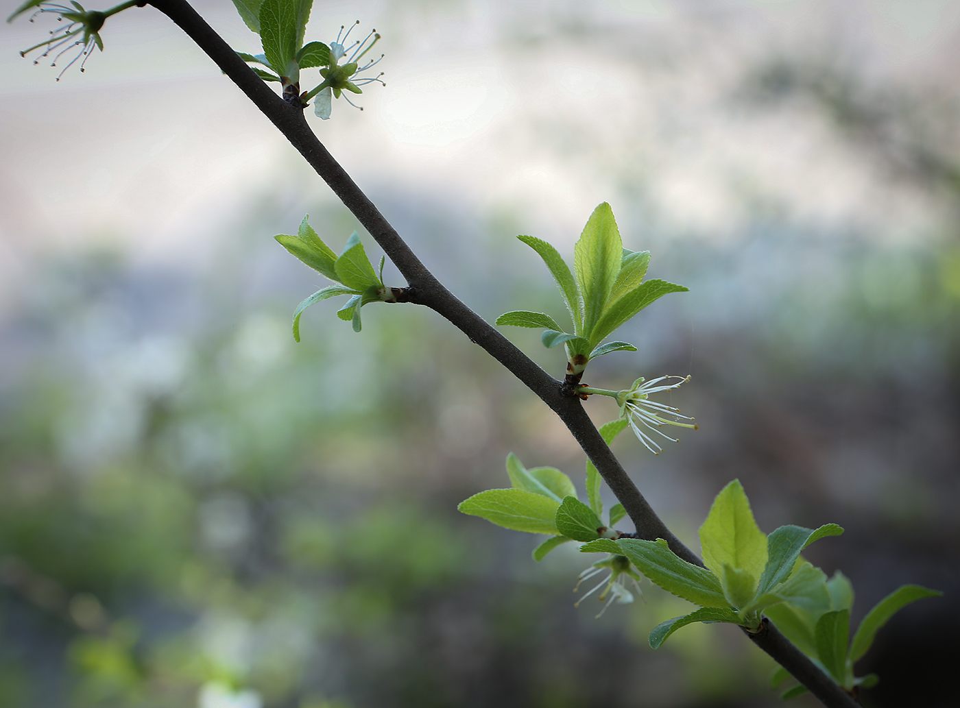 Image of Prunus spinosa specimen.