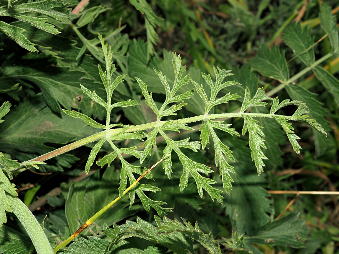 Изображение особи Pimpinella nigra.