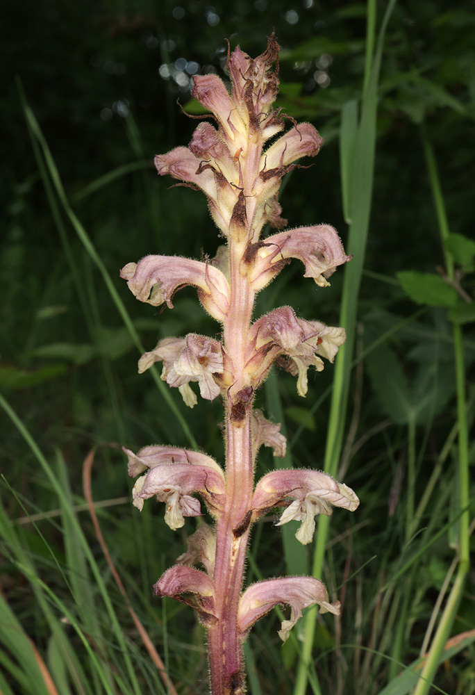 Image of Orobanche lutea specimen.