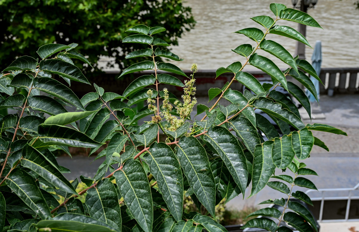 Изображение особи Ailanthus altissima.