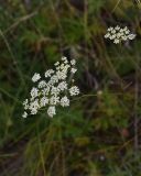 Pimpinella saxifraga. Соцветия. Тульская обл., Куркинский р-н, степное ур. Горки, луг. 30 июля 2024 г.