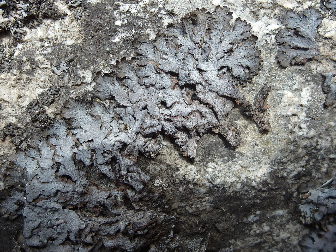 Изображение особи Melanohalea elegantula.