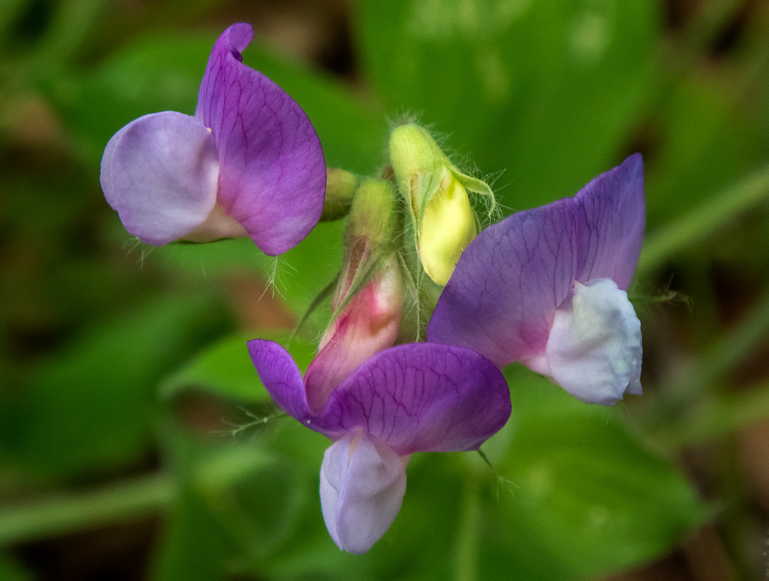 Image of Lathyrus laxiflorus specimen.