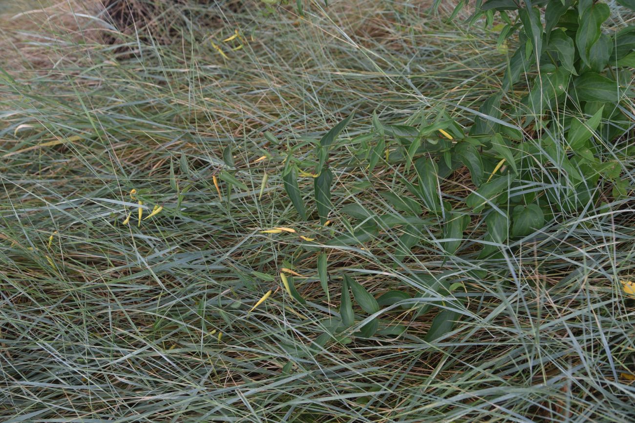 Image of Vincetoxicum hirundinaria specimen.