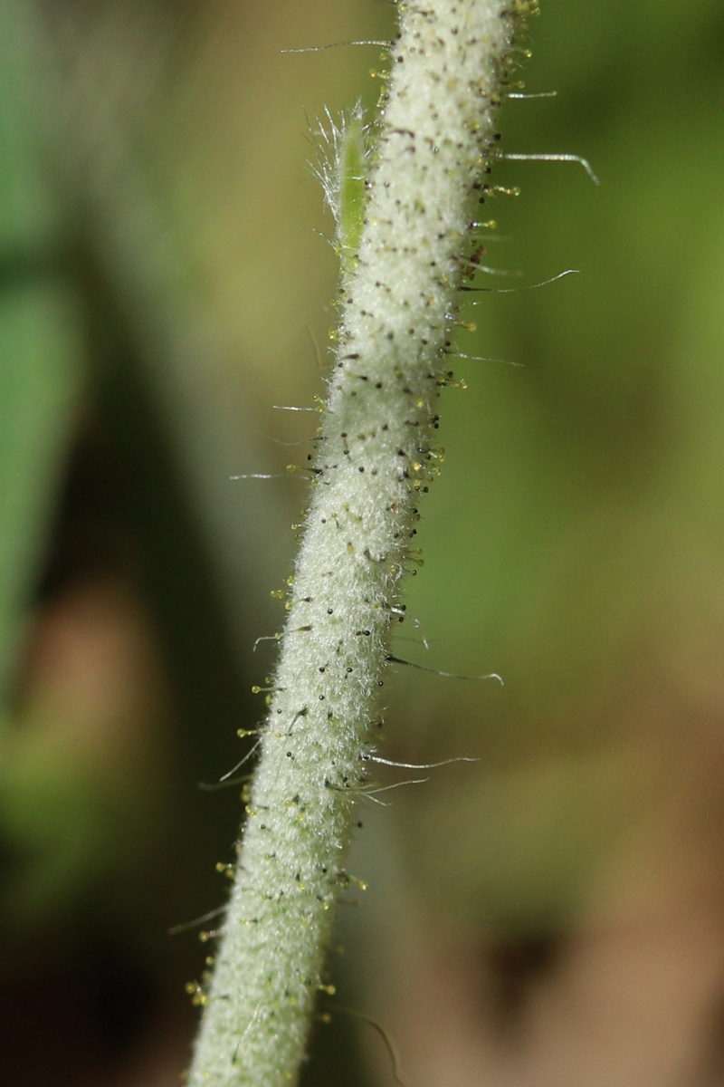 Изображение особи Pilosella officinarum.