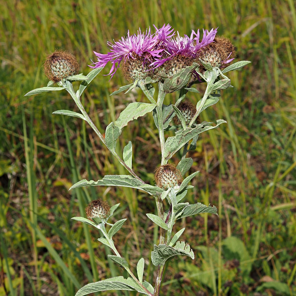 Image of Centaurea pseudophrygia specimen.