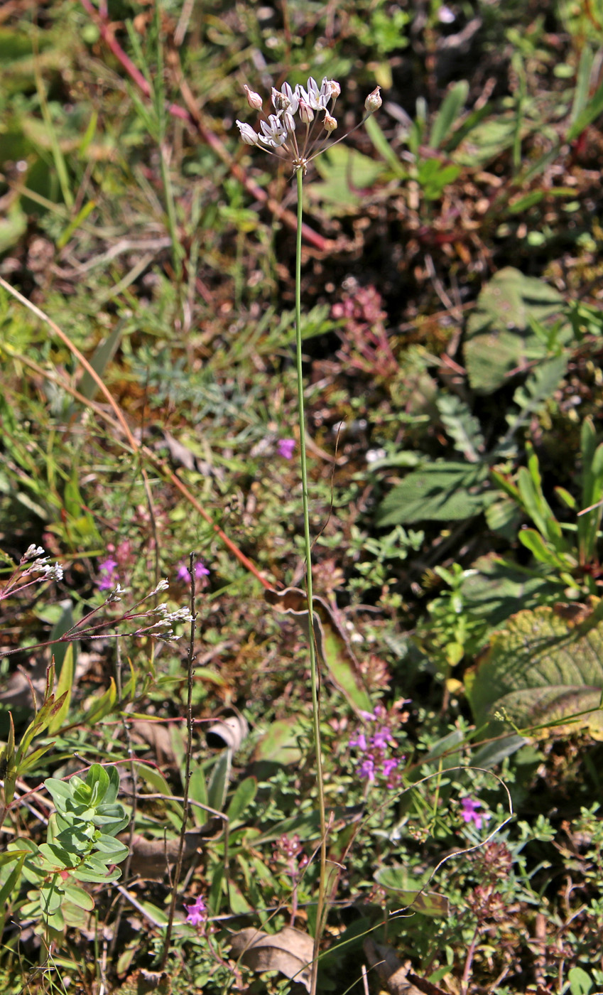 Image of Allium inaequale specimen.