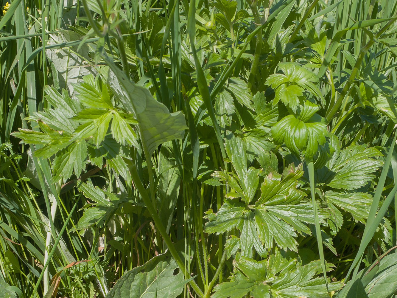 Image of Ranunculus oreophilus specimen.