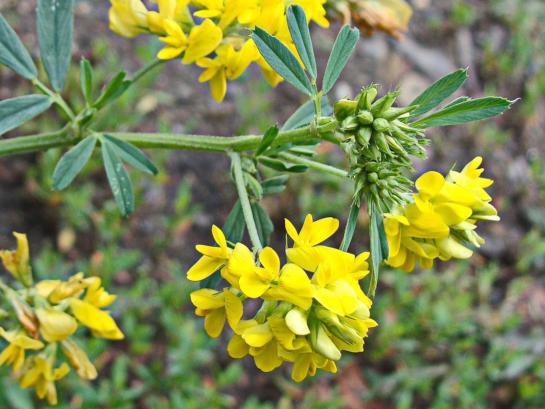 Image of Medicago falcata specimen.