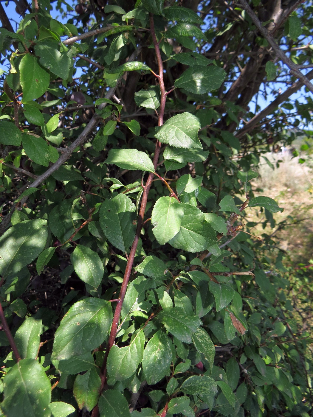 Image of Prunus domestica specimen.