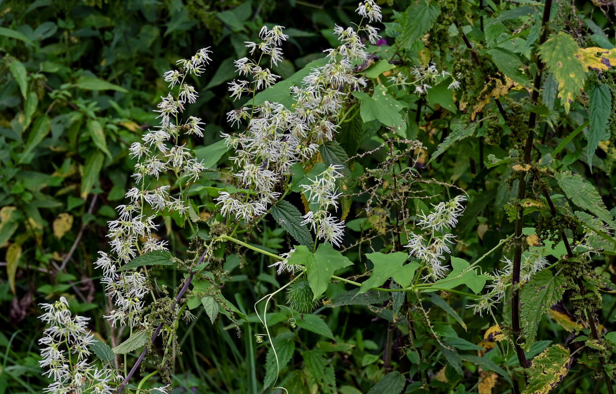 Изображение особи Echinocystis lobata.