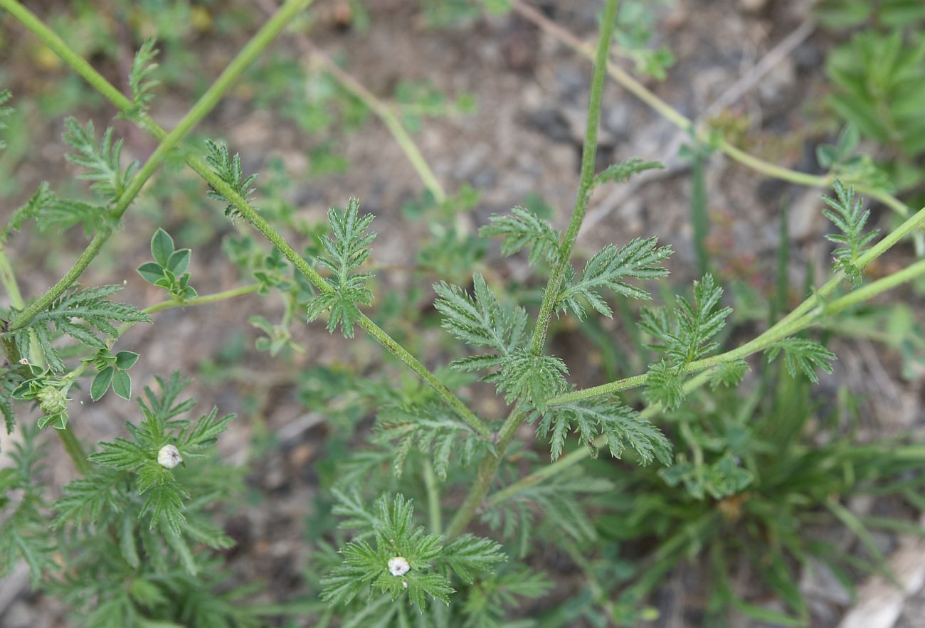 Image of Anthemis rigescens specimen.