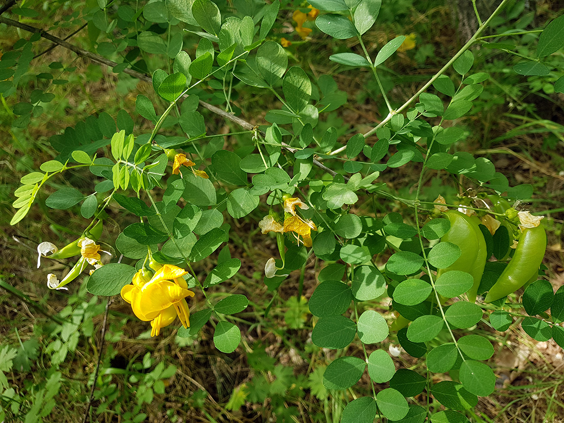 Image of Colutea cilicica specimen.