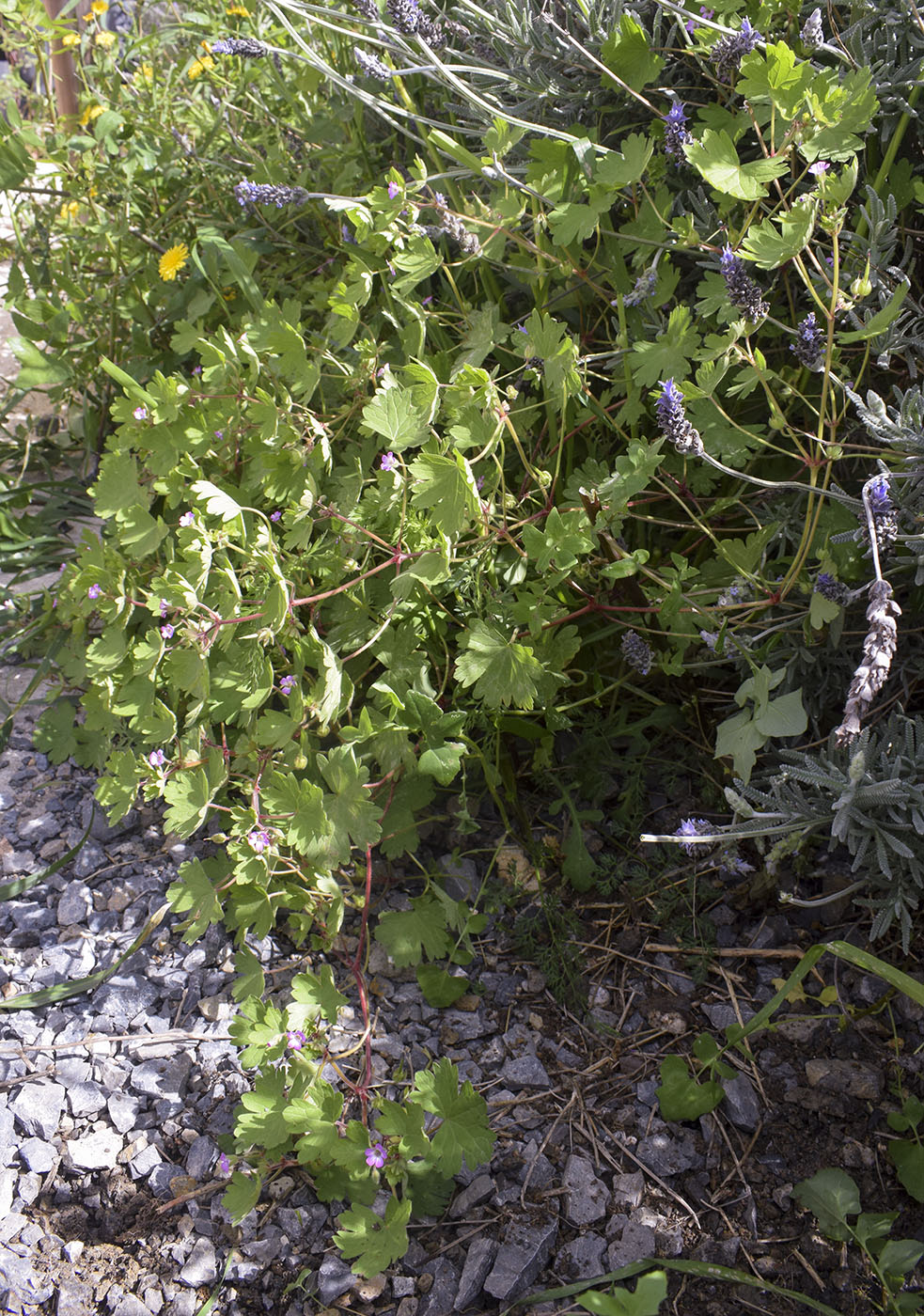 Image of Geranium rotundifolium specimen.