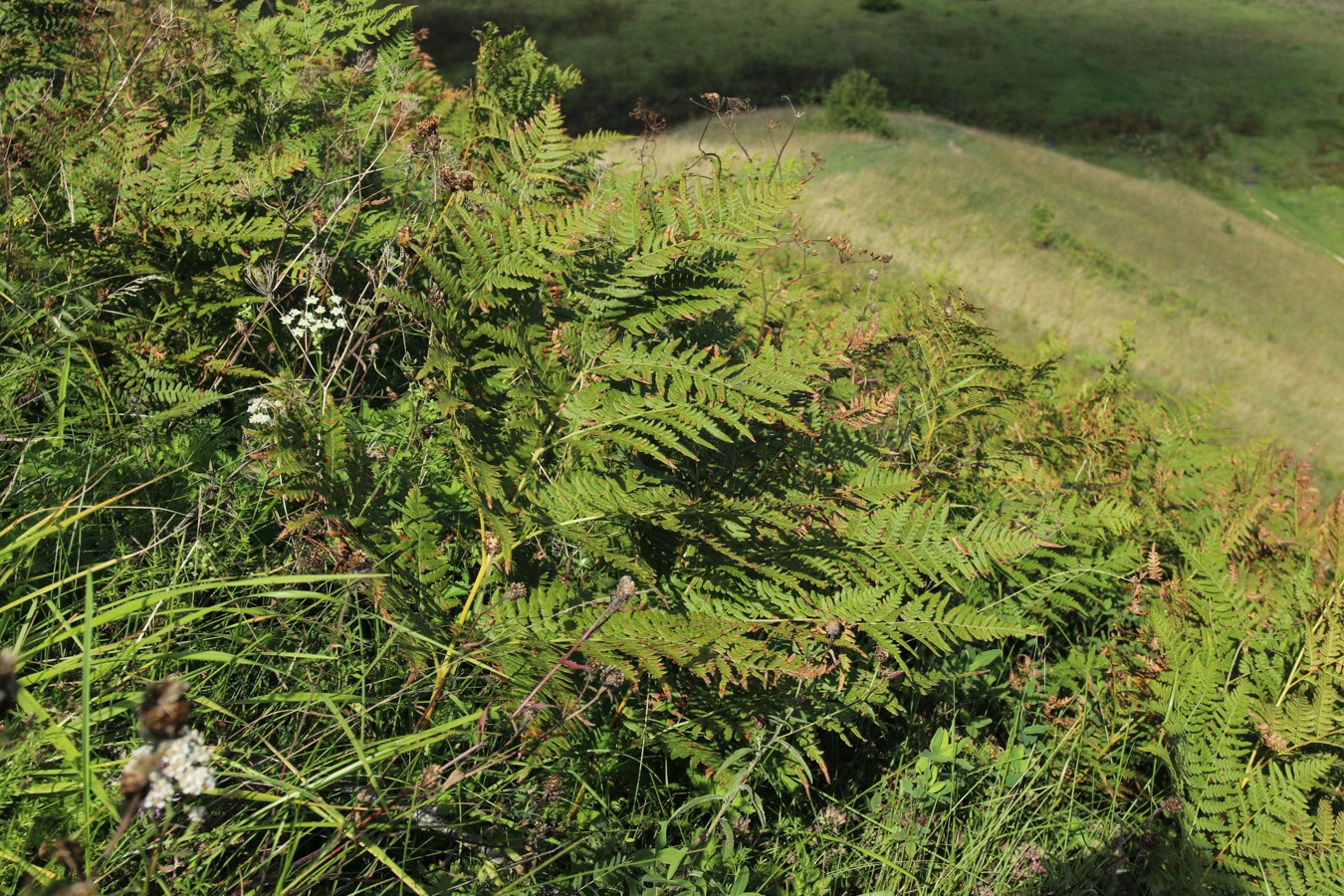 Изображение особи Pteridium pinetorum.