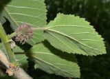 Broussonetia papyrifera