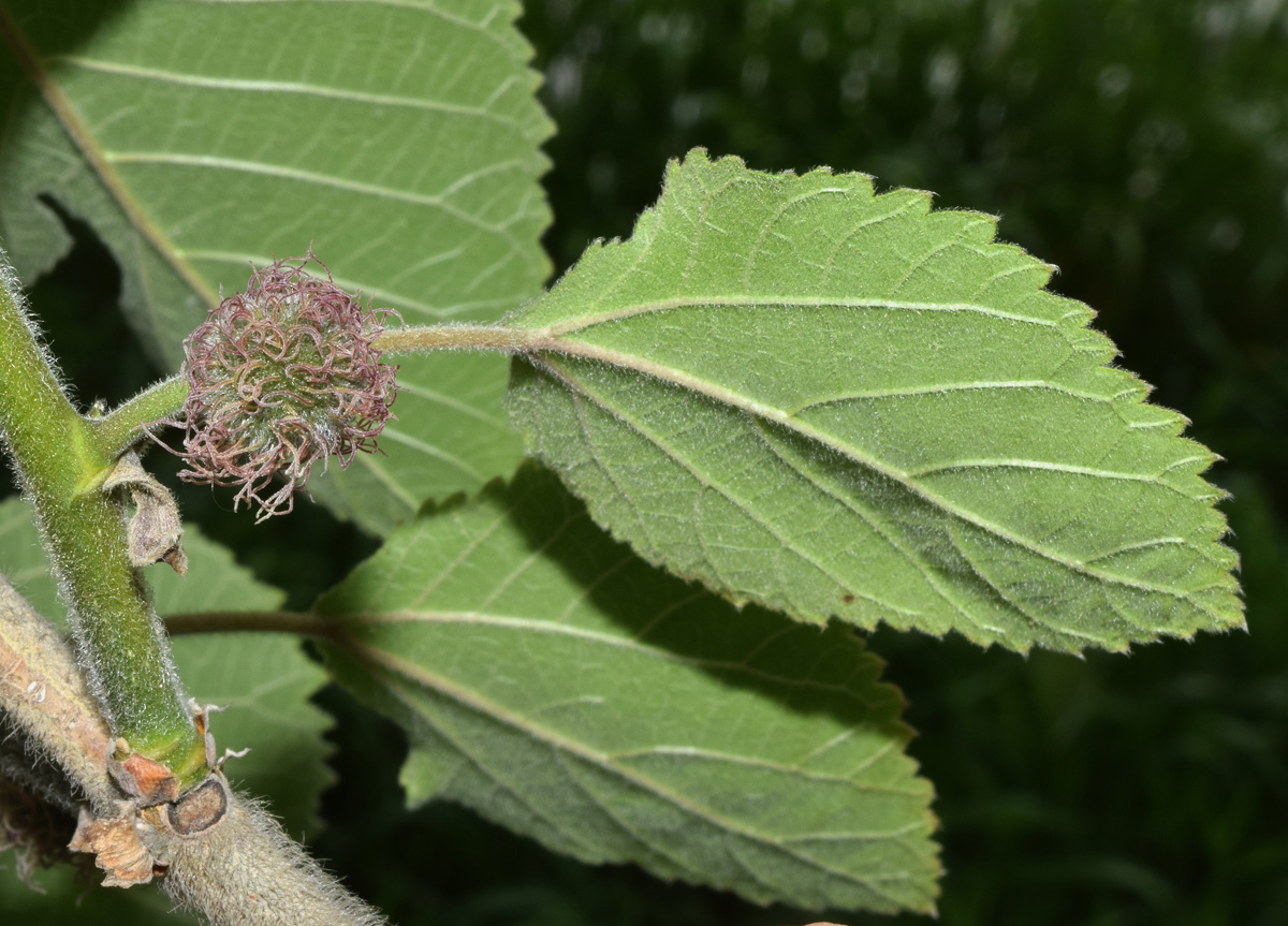 Image of Broussonetia papyrifera specimen.