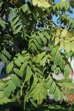 genus Juglans. Листья плодоносящего растения. Беларусь, г. Витебск, ул. Ленина ок. д. 32, в озеленении. 25.08.2024.