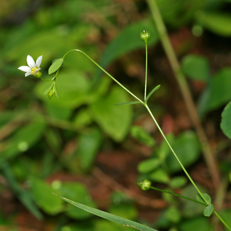 Image of Linum catharticum specimen.