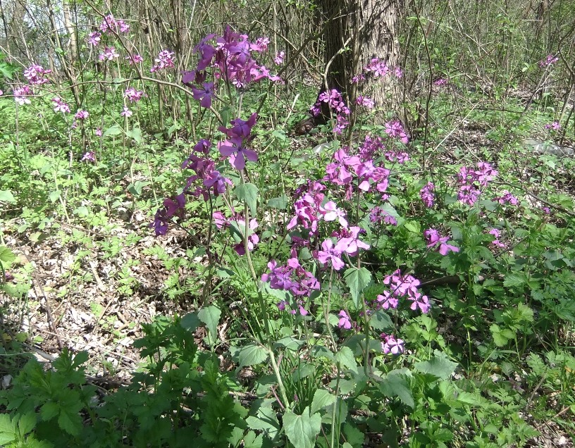 Image of Lunaria annua specimen.