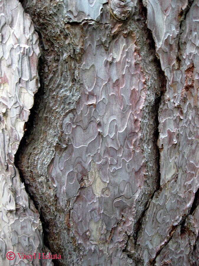 Image of Pinus pallasiana specimen.