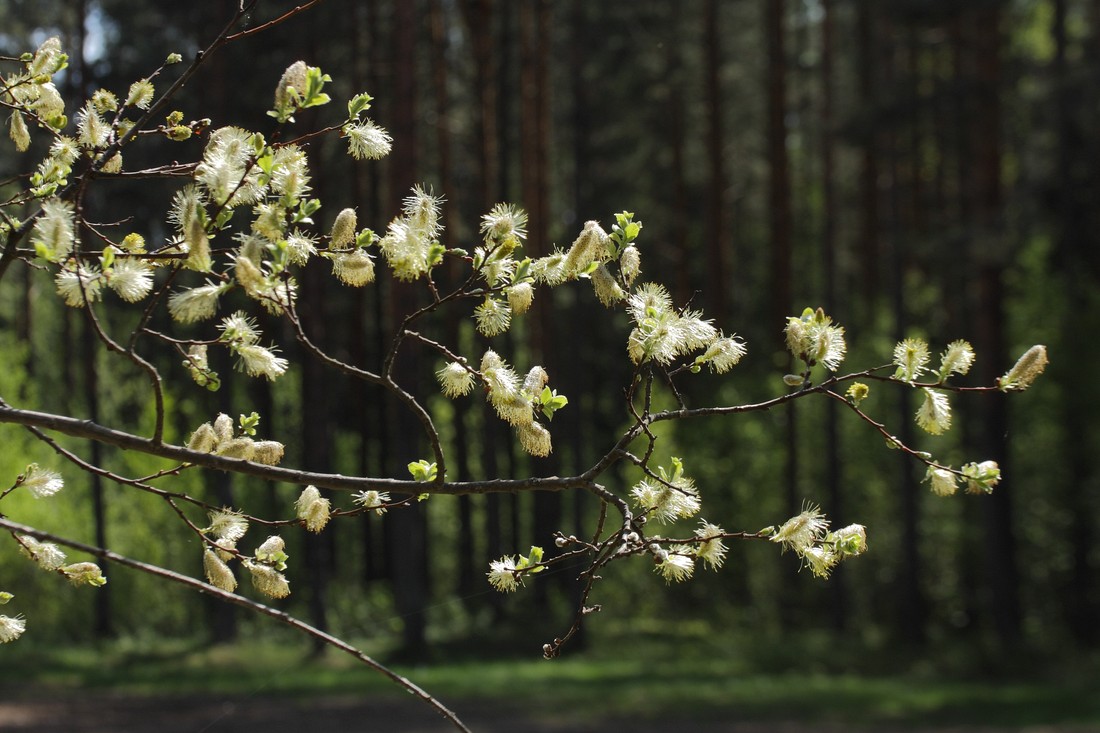 Изображение особи Salix aurita.