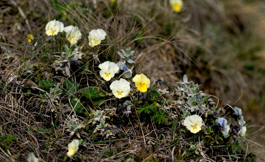 Изображение особи Viola oreades.