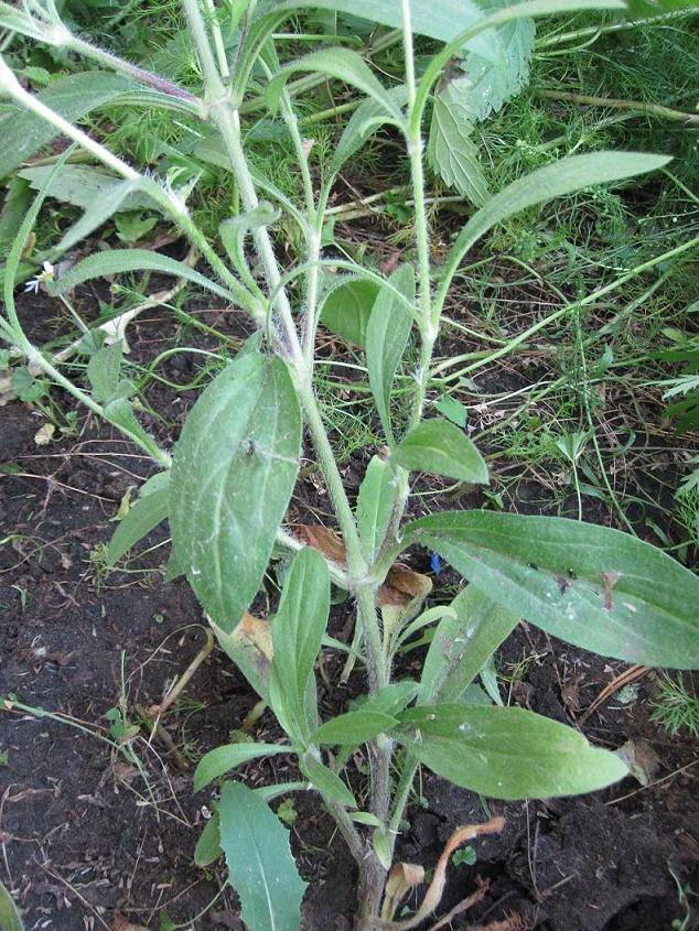 Image of Silene dichotoma specimen.