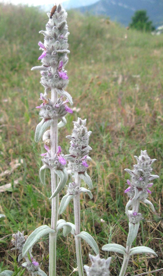 Image of Stachys velata specimen.