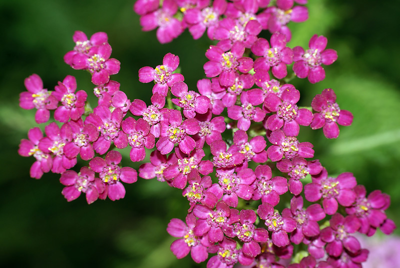 Изображение особи Achillea millefolium.