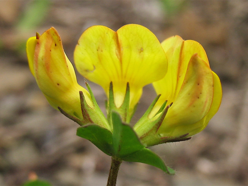 Image of Lotus alpicola specimen.