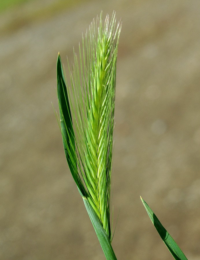 Image of Hordeum leporinum specimen.