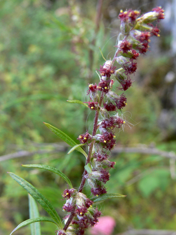 Image of Artemisia vulgaris specimen.