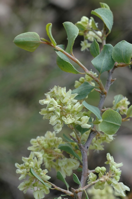 Изображение особи Atraphaxis pyrifolia.