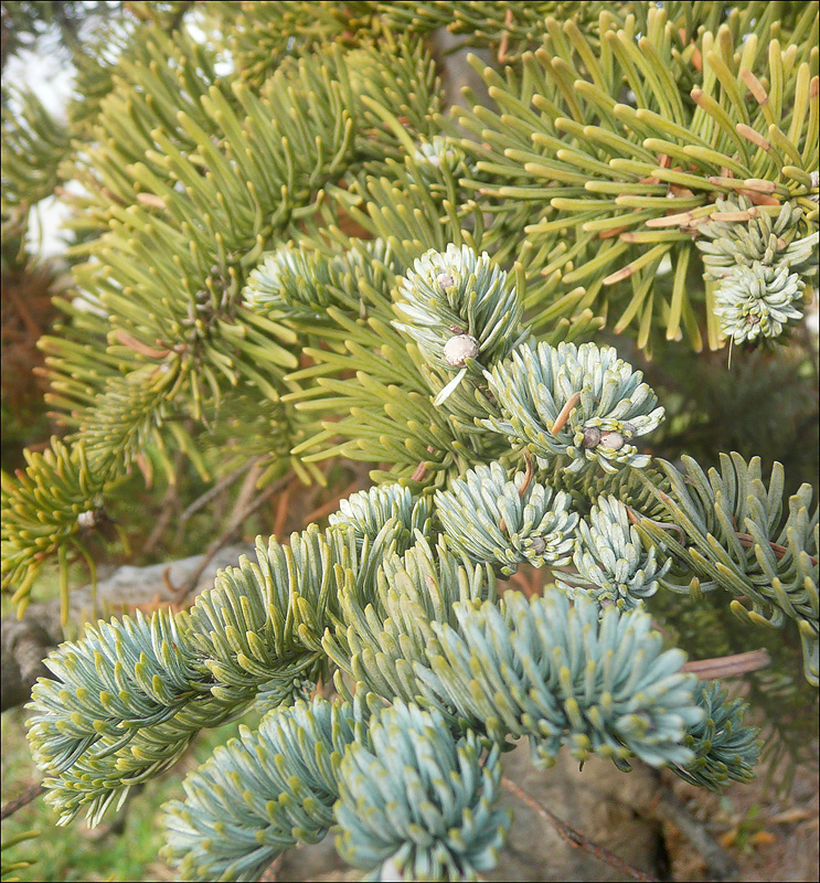 Image of Abies pinsapo specimen.