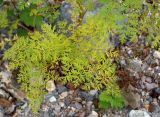 семейство Apiaceae. Лист. Приморский край, Лазовский р-н, Лазовский заповедник, кордон Карпадь, каменистый берег р. Прямушки. 19.08.2009.