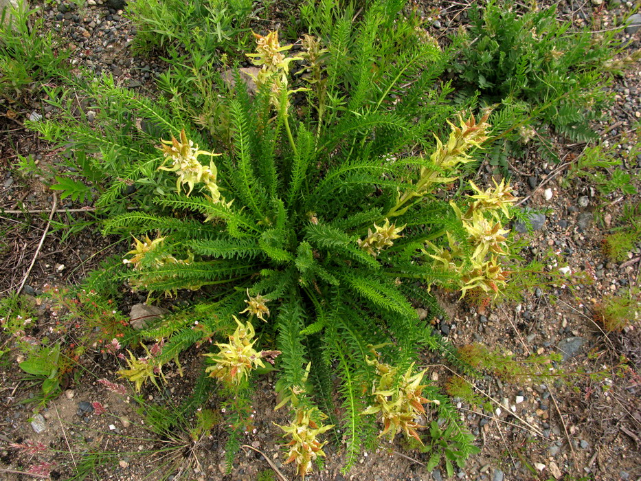 Image of Oxytropis muricata specimen.