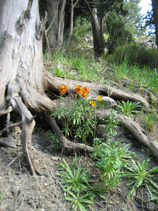 Image of Cheiranthus cheiri specimen.